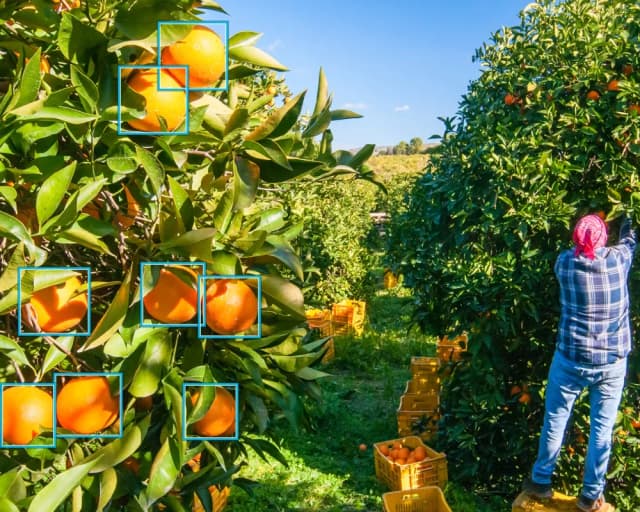 Agricultural deployment — object detection on produce conveyor